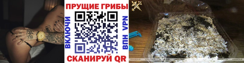 Псилоцибиновые грибы мицелий  где продают   Вязьма 